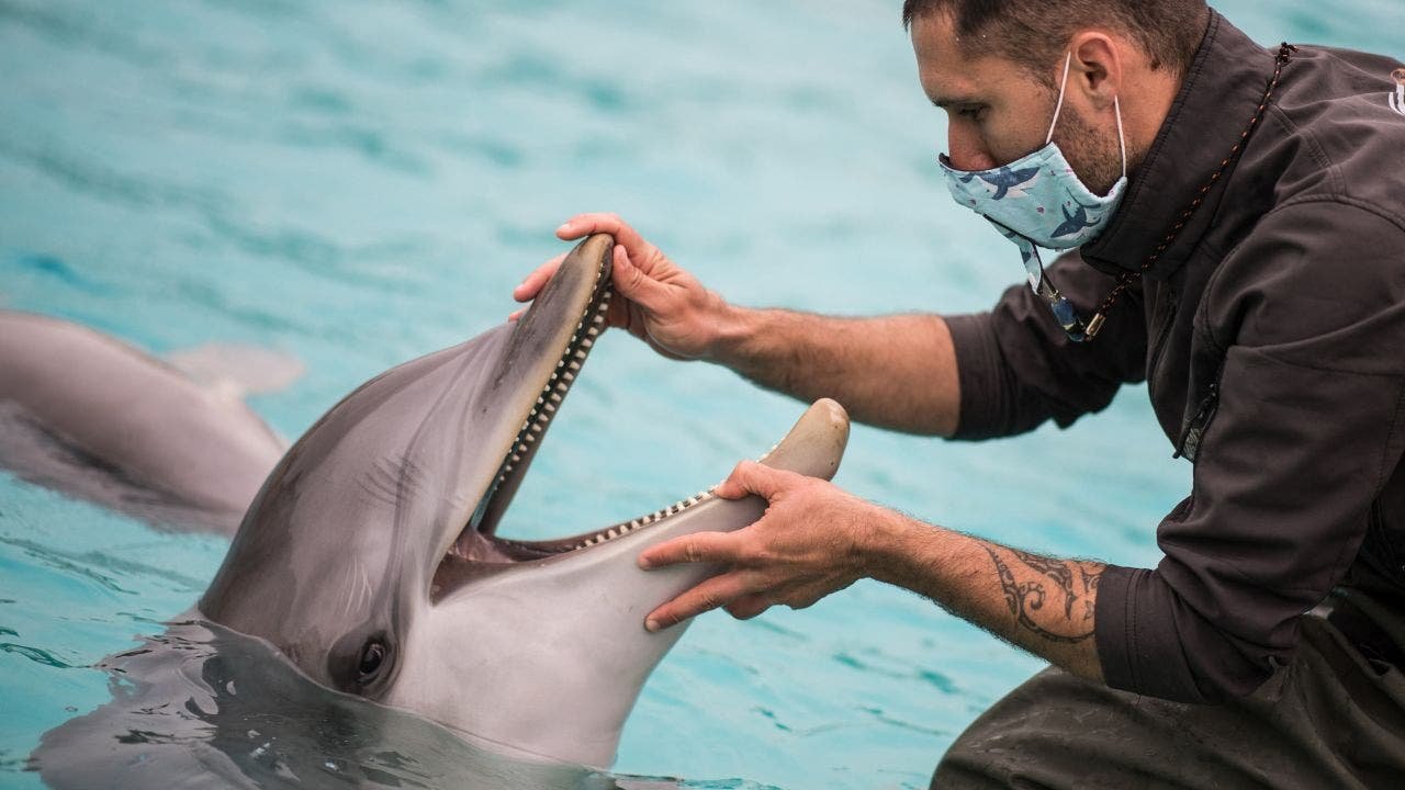 Google using AI to decode secret language of dolphins