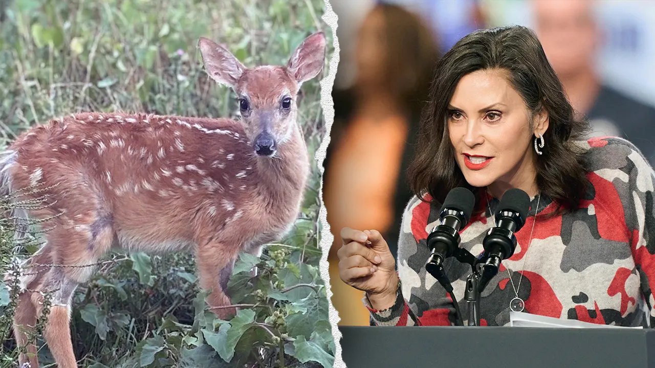 Michigan lawmakers urge Whitmer to save rescued baby deer, coyote from DNR